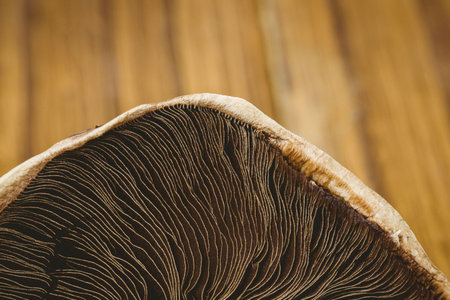 Fresh mushroom on wooden backgroundの写真素材