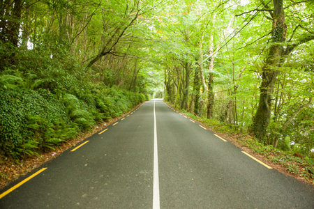 Two-lane paved road is stretching through flat design forest, with white line and ferns. Rural...