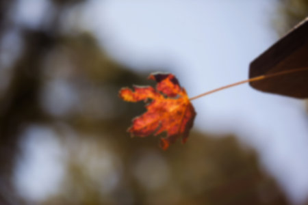 Close-up of dry leaf against sky