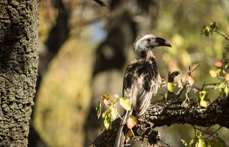Close up of bird perching on tree