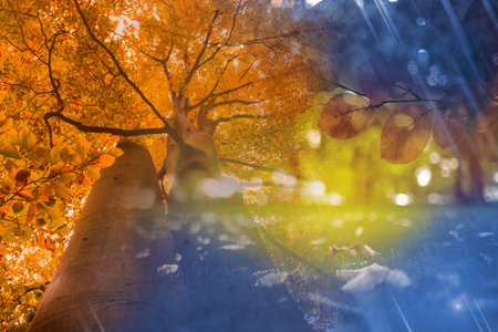 Autumn changing to winter