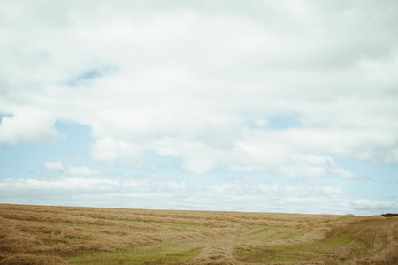 Harvested farmland is being shown in flat design scene, with golden stubble and scattered clouds....