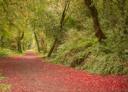 Peaceful autumn scene in forest in the countrysideの写真素材