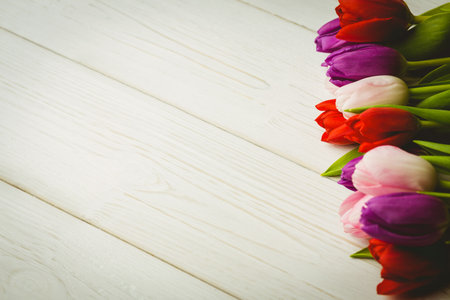 Multicolor tulip blooms with green leaves are resting on whitewashed wood surface in flat design. Flora, botanical, flat lay, spring, nature, minimalism, freshnessの写真素材