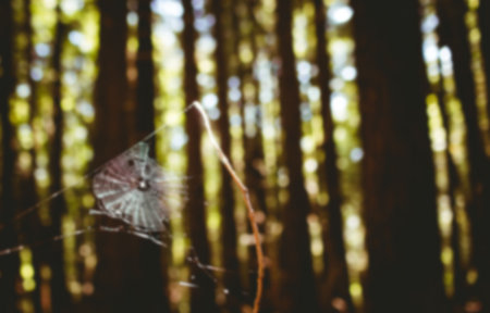 Close-up of spider web against trees in forest