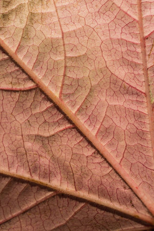 Close-up of textured orange leaf