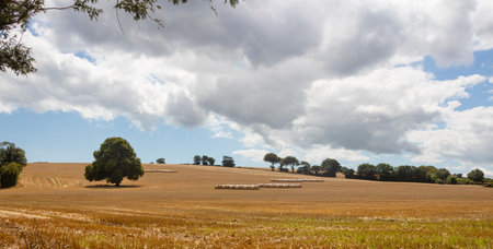 Flat design illustration is showing rolling harvested farmland with hay bale rows, wide-canopy tree....