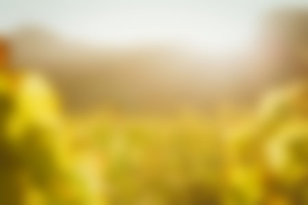 Blurry of autumn trees on a sunny dayの写真素材