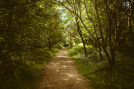 Footpath amidst trees in growing forestの写真素材