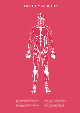 Digitally generated image of human body on white backgroundの写真素材