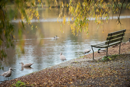Empty bench by seagulls at lakeの写真素材