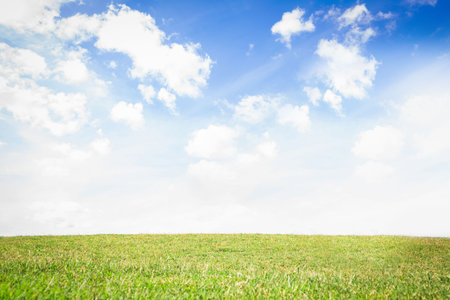 Beautiful field on a sunny day