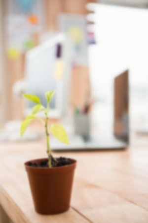 Defocused image of potted plant on table
