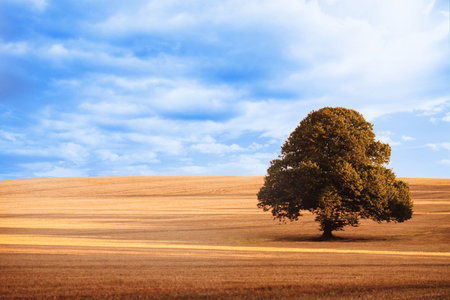 Flat design illustrating solitary broad-crowned tree standing within stubbled field under blue sky....