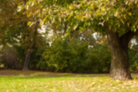 Green trees on grass at parkの写真素材