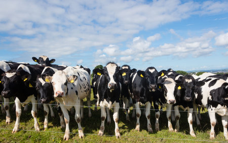 Cows at farm on sunny dayの写真素材