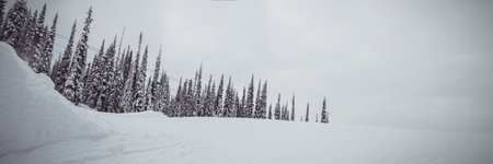 Showing flat design snowfield rising into conifer tree line with rounded snow mound under gray sky. Winter landscape, snowy forest, mountain scenery, outdoor recreation, nature photography, serene environment, minimalist designの写真素材