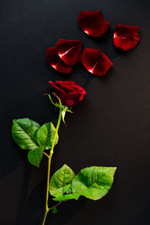 Red rose with petals on black backgroundの写真素材