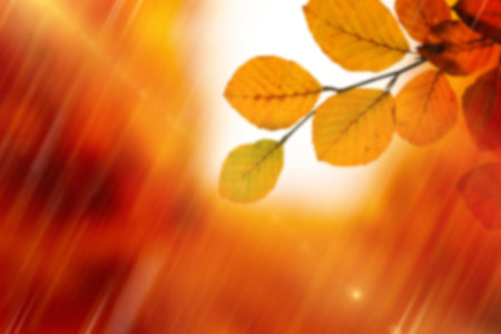 Digital composite image of autumn leavesの写真素材