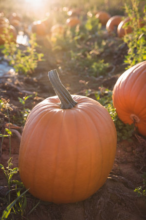 Close up of pumpkins on field during sunny dayの写真素材