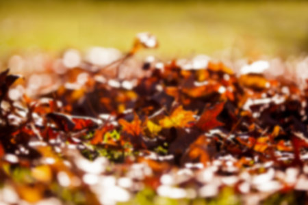 Close-up of dry fallen leaves at park