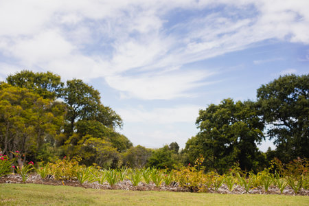 Trees and plants growing at park against cloudy skyの写真素材