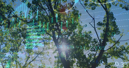 Showcasing tree branches filtering sun flare beneath blue sky, with transparent digital overlays. Nature, technology, finance, outdoor, digital, growth, environmentの写真素材