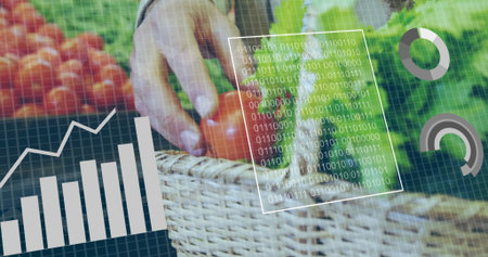 Reaching hand picking tomatoes and lettuce from wicker basket at market stall, with data overlays. Farmer, agriculture, digital, iot, technology, fresh produce, analyticsの写真素材
