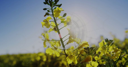 Showing green stem highlighting yellow flowers in crop field, with circular translucent overlay....