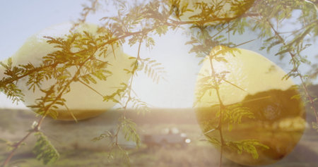 Displaying green branch with thorns and glowing yellow discs over desert plain, with white vehicle. Nature, surreal, minimalistic, abstract, landscape, geothermal, mysticの写真素材