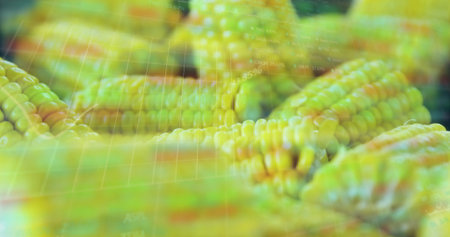 Presenting yellow-green corn cobs appearing in virtual interface, with grid overlay, floating data. Agriculture, data visualization, digital, produce, technology, analysis, innovationの写真素材