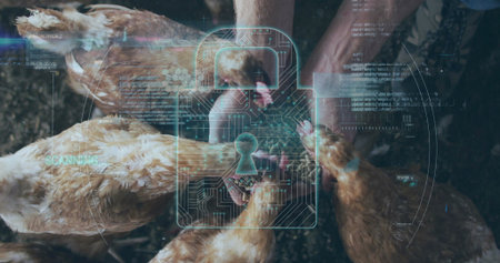 Worker in jeans and shirt grasping brown chickens in poultry pen, with digital padlock overlay. Farming, agriculture, poultry, biosecurity, monitoring, technology, ruralの写真素材