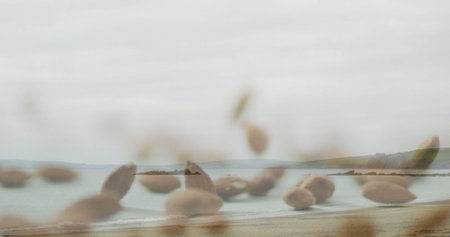 Featuring blurred seed heads swaying at sandy beach, framing calm sea and distant headlands. Seascape, coastal, tranquility, nature, landscape, serenity, minimalistの写真素材
