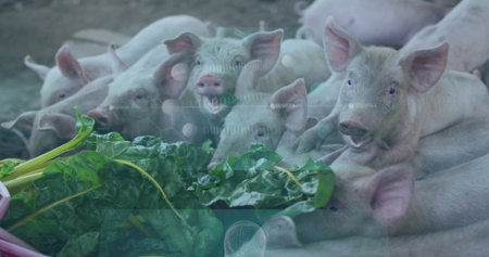 Eating light pink piglets pressing into mud at farmyard pen, with Swiss chard, digital overlay. Livestock, agriculture, digital technology, farm environment, nature, rural, innovationの写真素材