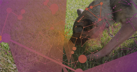 German Shepherd dog wearing collar sniffing grassy lawn under tech overlay, copy space. Canine,...