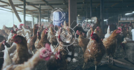 Pecking brown hens feeding on straw-covered dirt floor inside poultry barn, with HUD data overlays. Farm, livestock, agriculture, technology, sustainable, rural, monitoringの写真素材