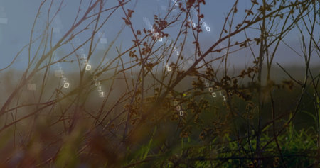 Floating binary digits weaving through thin dried branches, small shrubs and tall grasses in meadow....