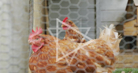 Showing brown hen standing inside chicken run, with chicken wire mesh, post, coop and grass floor. Poultry, farmyard, rustic, rural, nature, habitat, animal husbandryの写真素材