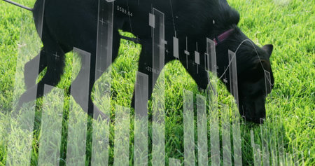 Sniffing black dog wearing purple collar and dark leash on lawn, with transparent financial charts....
