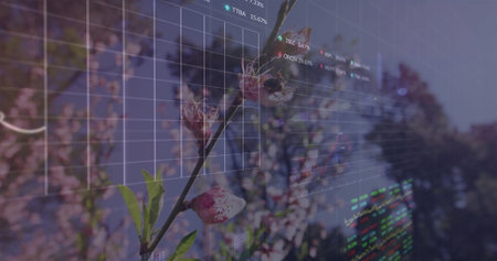 Displaying cherry blossom branch bearing pink blossoms in orchard with stock chart overlay. Nature,...