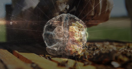 Showing honeycomb frame with buzzing bees and digital wireframe brain hologram at rural apiary....