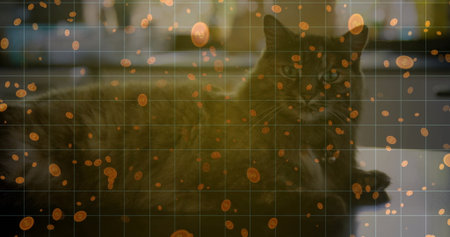 Lying long-haired dark-furred cat stretching on kitchen countertop, with floating orange coin icons....