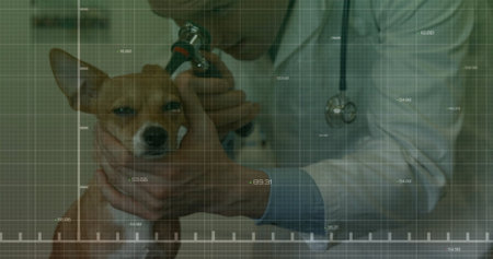 Inspecting veterinarian wearing coat examining dog ear on exam table in vet clinic, using otoscope....
