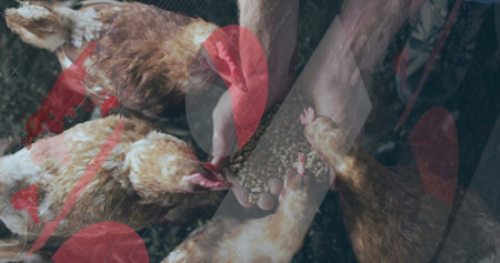 Person wearing floral-sleeved top feeding brown hens in farmyard, holding handful of pellets....