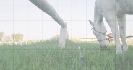 Grazing white horse wearing purple rope halter on green pasture beside white fence rail, copy space. Equine, rural, pastoral, countryside, serenity, outdoors, natureの写真素材