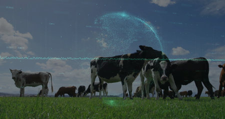 Grazing Holstein cows on green pasture. Pasture, agriculture, sustainability, pastoral, nature