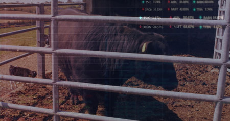 Standing adult black cow and calf leaning on cattle pen at farm, with metal fence panels. Ranch,...