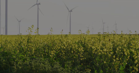 Covering flat rural farmland, dense yellow flowering plants swaying in haze with wind turbines....