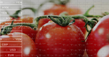Displaying red tomato cluster on vine in studio, with transparent overlay. Fresh produce, agriculture, market, organic, culinary, healthy, vibrantの写真素材