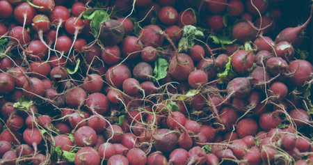 Displaying red radish bulbs piling in market produce display, with slender root strands. Fresh produce, agricultural, organic, rustic, vibrant, natural, farm-freshの写真素材